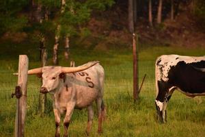 Ganado longhorn de marca en un rancho ganadero foto