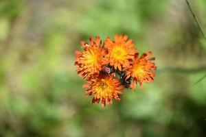 Flowering Wild Devils Paintbrush Blooming and Flowering photo