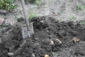 digging ploov potatoes with a shovel, harvesting photo