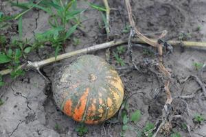 pumpkin on the garden among the foliage view from above, harvesting photo