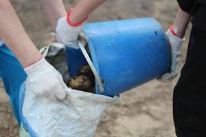 a man pours a bucket of potatoes into a sack, harvesting photo