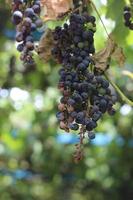 vine of dried grapes, diseases and pests of grapes photo