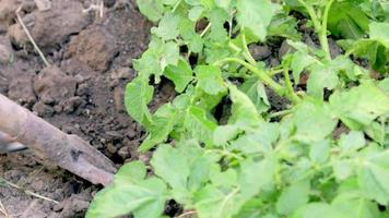 mulheres agricultoras colhem batatas jovens do solo. tubérculo de batata cavado com uma pá no chão marrom. batatas orgânicas frescas no chão em um campo em um dia de verão. o conceito de cultivo de alimentos. video