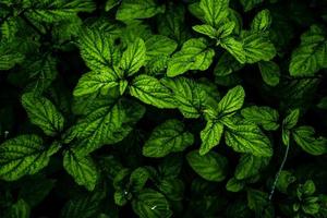 Botanical background with green leaves photo