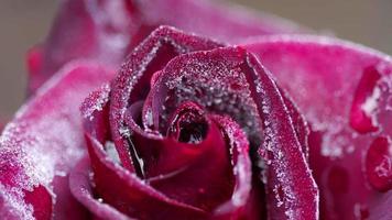 A dark red rose, with autumn frost, in the garden on a foggy frosty morning video