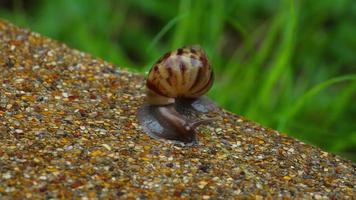 elica pomatia lumaca in movimento lentamente su il bagnato marciapiede video