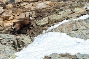chamois deer on snow portrait photo