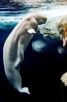 Beluga whale white dolphin portrait photo