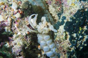 Underwater worm on reef photo