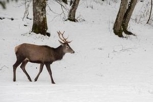 red deer on snow background photo