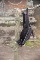 Flying fox close up portrait detail view photo