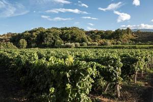 vista panorámica de las vides de uva que crecen en viñedos con cielo azul de fondo foto