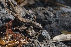 Close-up of Sicilian wall lizard crawling on rocks during sunny day photo