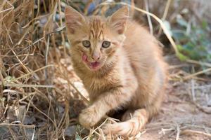 Newborn Baby cat while hiding photo