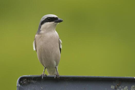Isolated sparrow looking at you on green background photo