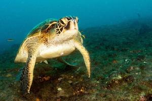 turtle coming to you underwater in cabo pulmo mexico california photo