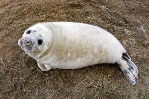 grey seal puppy while relaxing on the beach in Great Britain photo