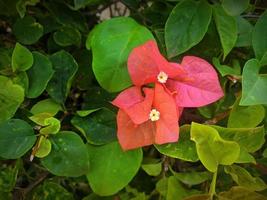 bougainvillea buttiana flor planta fondo en color rojo foto