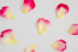 red rose petals on white background photo
