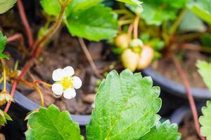 Fresh strawberry plant in organic greenhouse garden photo