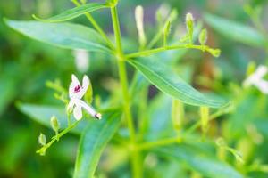 Andrographis paniculata fresh Thai herbal medicine herbs organic plant leaves and flower, closeup photo