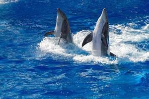 common dolphin jumping outside the ocean photo