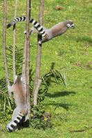 lemur monkey while jumping photo