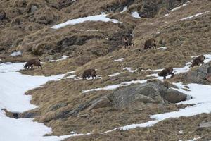 Chamois deer in the snow background photo