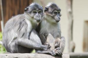 Two monkeys while holding their hands photo