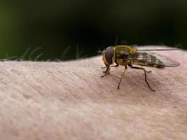 Hoverfly on human hand skin photo