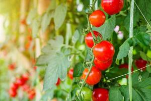 Fresh ripe red tomatoes plant growth in organic greenhouse garden ready to harvest photo