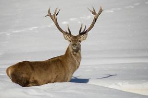 Deer on the snow background photo