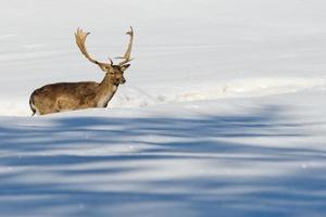 Isolated Deer on the white snow background photo