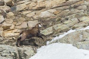 chamois deer portrait in the rocks background photo