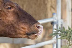 Cow portrait while licking pine tree branch photo