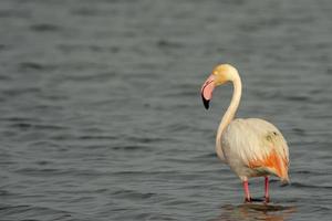 An isolated pink flamingo portrait in Sardinia, Italy photo