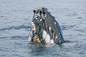 Humpback whale head coming up photo