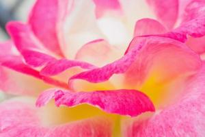 rosa rosa flor primer plano resumen de antecedentes