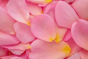 hermosos pétalos de rosa rosa para la vista superior del fondo del día de san valentín foto