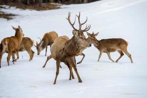 deer family portrait while looking at you photo