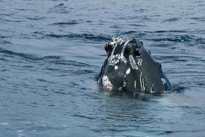 Humpback whale head comuing up in deep blue polynesian ocean photo