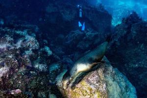 sea lion seal underwater while diving galapagos photo