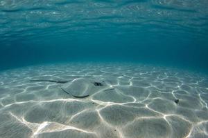 Sting Ray escondido en la arena en la polinesia francesa foto