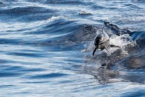 common dolphin jumping outside the ocean photo