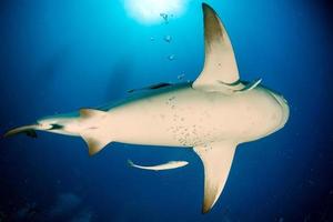 tiburón toro en el fondo del océano azul foto