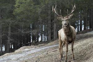 Deer on the snow background photo