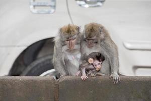 newborn Indonesia macaque monkey ape close up portrait photo