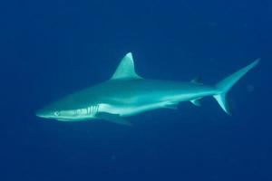 Grey shark ready to attack underwater photo