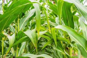 Corn plant with green leaves growth in agriculture field outdoor photo