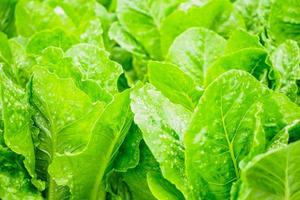 hojas verdes orgánicas frescas planta de ensalada de lechuga romana cos en sistema de granja de vegetales hidropónicos foto